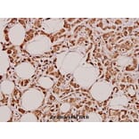 Anti-GCS-α-1 (D423) Antibody from Bioworld Technology (BS3670) - Antibodies.com