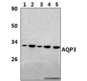Anti-AQP3 (V214) Antibody from Bioworld Technology (BS3671) - Antibodies.com