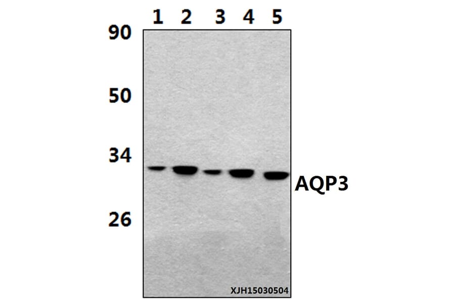Anti-AQP3 (V214) Antibody from Bioworld Technology (BS3671) - Antibodies.com