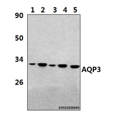 Anti-AQP3 (V214) Antibody from Bioworld Technology (BS3671) - Antibodies.com