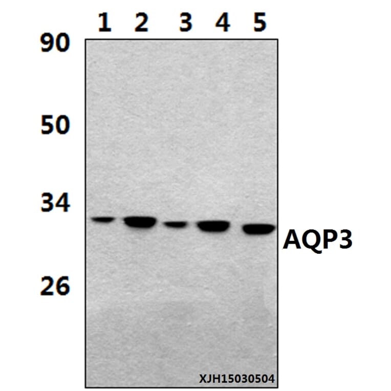 Anti-AQP3 (V214) Antibody from Bioworld Technology (BS3671) - Antibodies.com