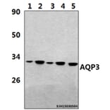 Anti-AQP3 (V214) Antibody from Bioworld Technology (BS3671) - Antibodies.com