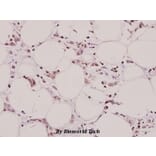 Anti-AQP3 (V214) Antibody from Bioworld Technology (BS3671) - Antibodies.com