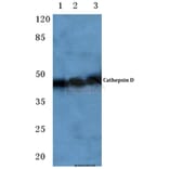 Anti-Cathepsin D (K345) Antibody from Bioworld Technology (BS3673) - Antibodies.com