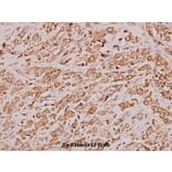 Anti-Cathepsin D (K345) Antibody from Bioworld Technology (BS3673) - Antibodies.com