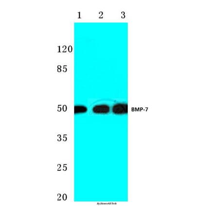 Anti-BMP-7 (E173) Antibody from Bioworld Technology (BS3674) - Antibodies.com