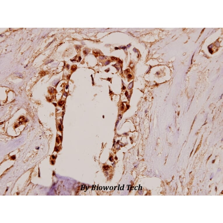 Anti-BMP-7 (E173) Antibody from Bioworld Technology (BS3674) - Antibodies.com