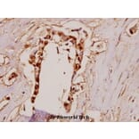 Anti-BMP-7 (E173) Antibody from Bioworld Technology (BS3674) - Antibodies.com