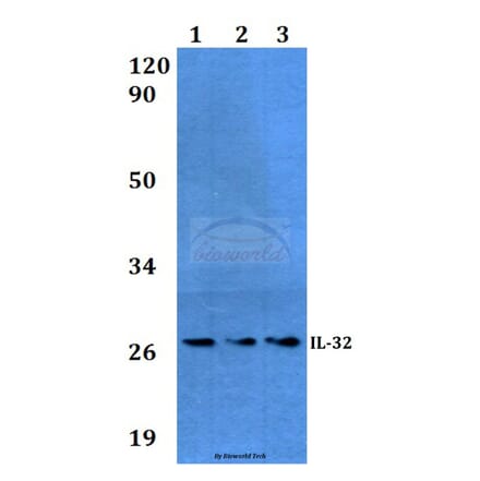 Anti-IL-32 (K226) Antibody from Bioworld Technology (BS3676) - Antibodies.com