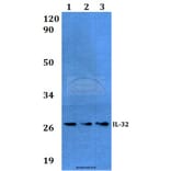 Anti-IL-32 (K226) Antibody from Bioworld Technology (BS3676) - Antibodies.com