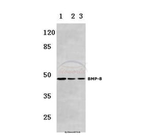 Anti-BMP-8 (E90) Antibody from Bioworld Technology (BS3677) - Antibodies.com