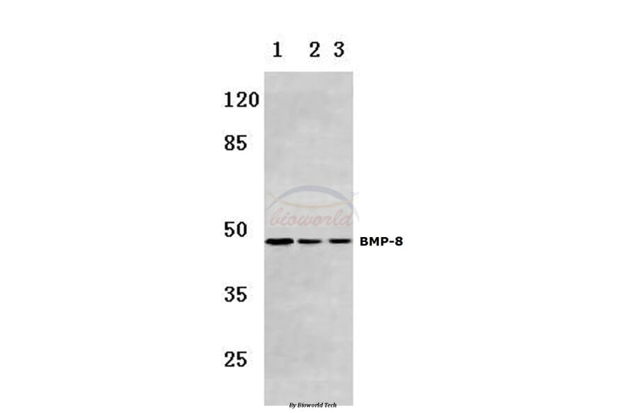 Anti-BMP-8 (E90) Antibody from Bioworld Technology (BS3677) - Antibodies.com