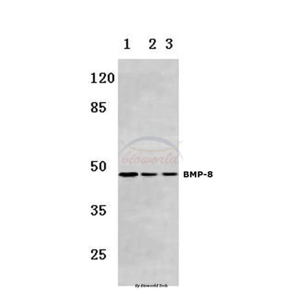 Anti-BMP-8 (E90) Antibody from Bioworld Technology (BS3677) - Antibodies.com