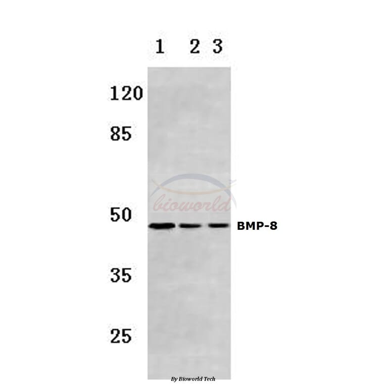 Anti-BMP-8 (E90) Antibody from Bioworld Technology (BS3677) - Antibodies.com