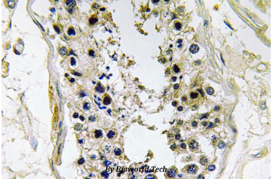 Anti-BMP-8 (E90) Antibody from Bioworld Technology (BS3677) - Antibodies.com