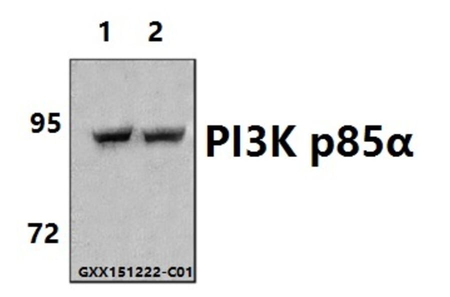 Anti-PI3K p85α (Q498) Antibody from Bioworld Technology (BS3678) - Antibodies.com