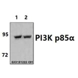 Anti-PI3K p85α (Q498) Antibody from Bioworld Technology (BS3678) - Antibodies.com