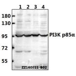 Anti-PI3K p85α (Q498) Antibody from Bioworld Technology (BS3678) - Antibodies.com