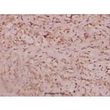 Anti-Haptoglobin (V328) Antibody from Bioworld Technology (BS3681) - Antibodies.com