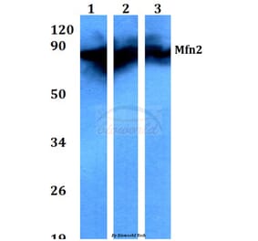 Anti-Mfn2 (F403) Antibody from Bioworld Technology (BS3682) - Antibodies.com