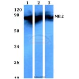 Anti-Mfn2 (F403) Antibody from Bioworld Technology (BS3682) - Antibodies.com