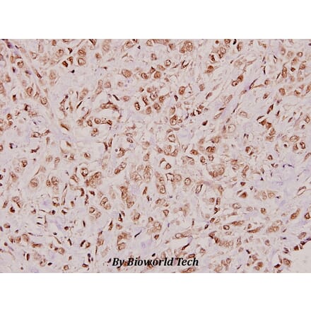 Anti-BMP-3 (E306) Antibody from Bioworld Technology (BS3683) - Antibodies.com