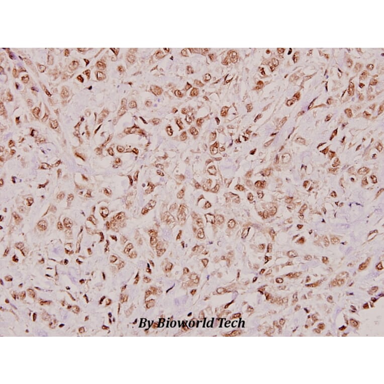 Anti-BMP-3 (E306) Antibody from Bioworld Technology (BS3683) - Antibodies.com