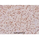 Anti-BMP-3 (E306) Antibody from Bioworld Technology (BS3683) - Antibodies.com