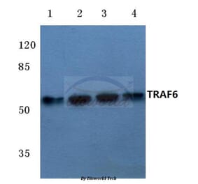 Anti-TRAF6 (H154) Antibody from Bioworld Technology (BS3684) - Antibodies.com