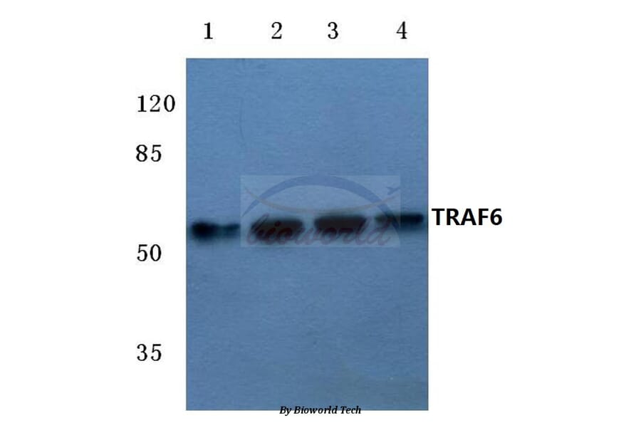 Anti-TRAF6 (H154) Antibody from Bioworld Technology (BS3684) - Antibodies.com