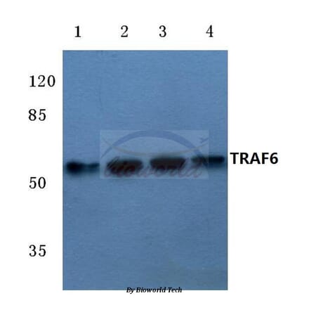 Anti-TRAF6 (H154) Antibody from Bioworld Technology (BS3684) - Antibodies.com