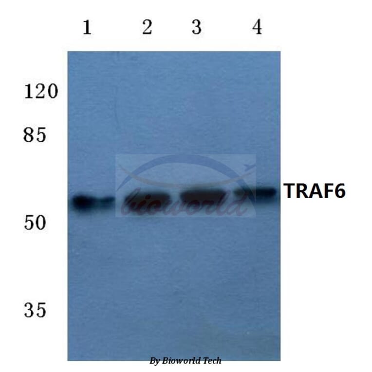 Anti-TRAF6 (H154) Antibody from Bioworld Technology (BS3684) - Antibodies.com