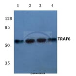 Anti-TRAF6 (H154) Antibody from Bioworld Technology (BS3684) - Antibodies.com