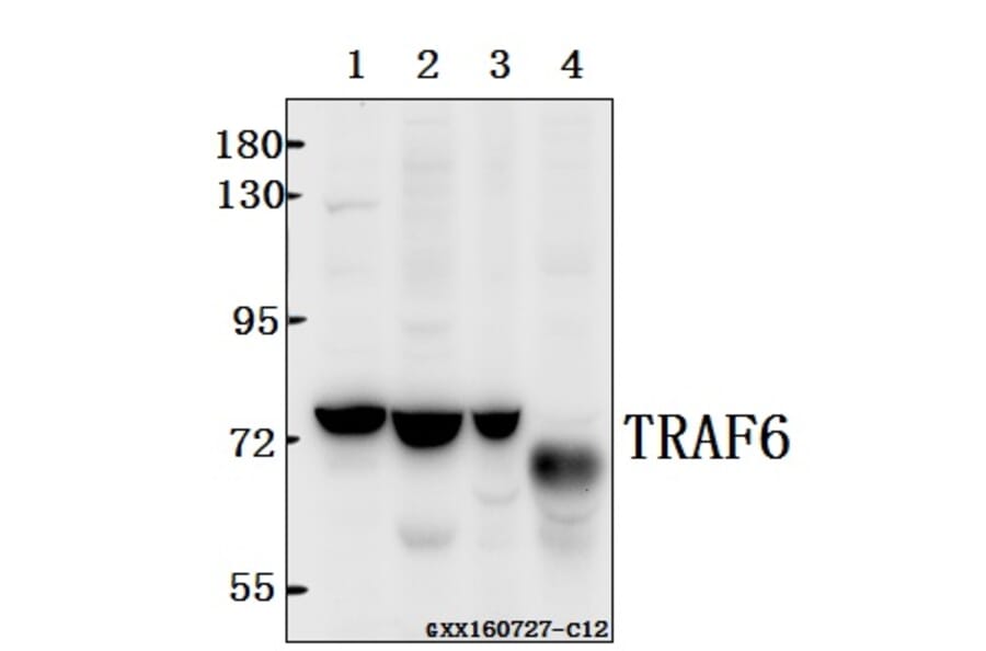 Anti-TRAF6 (H154) Antibody from Bioworld Technology (BS3684) - Antibodies.com