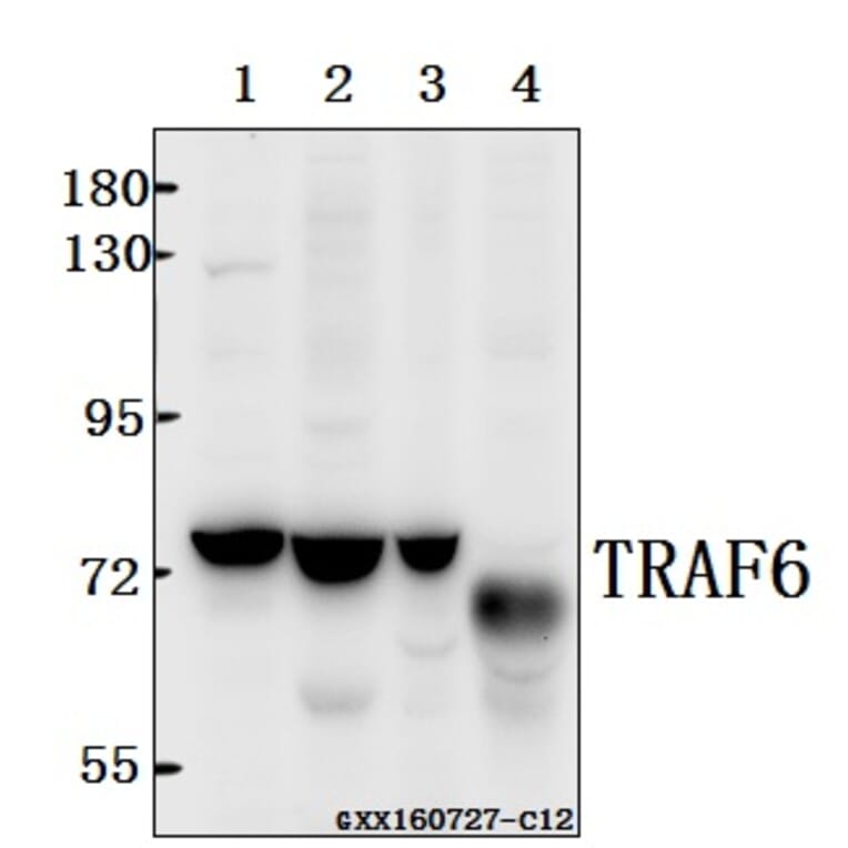 Anti-TRAF6 (H154) Antibody from Bioworld Technology (BS3684) - Antibodies.com