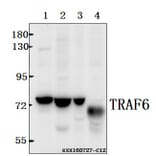 Anti-TRAF6 (H154) Antibody from Bioworld Technology (BS3684) - Antibodies.com