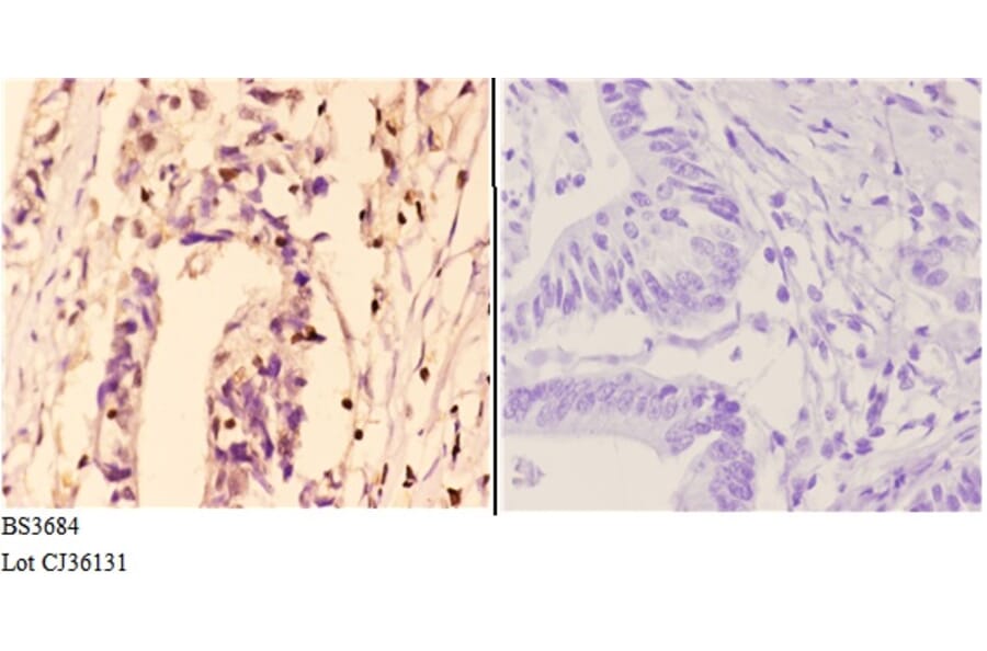 Anti-TRAF6 (H154) Antibody from Bioworld Technology (BS3684) - Antibodies.com