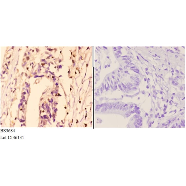 Anti-TRAF6 (H154) Antibody from Bioworld Technology (BS3684) - Antibodies.com