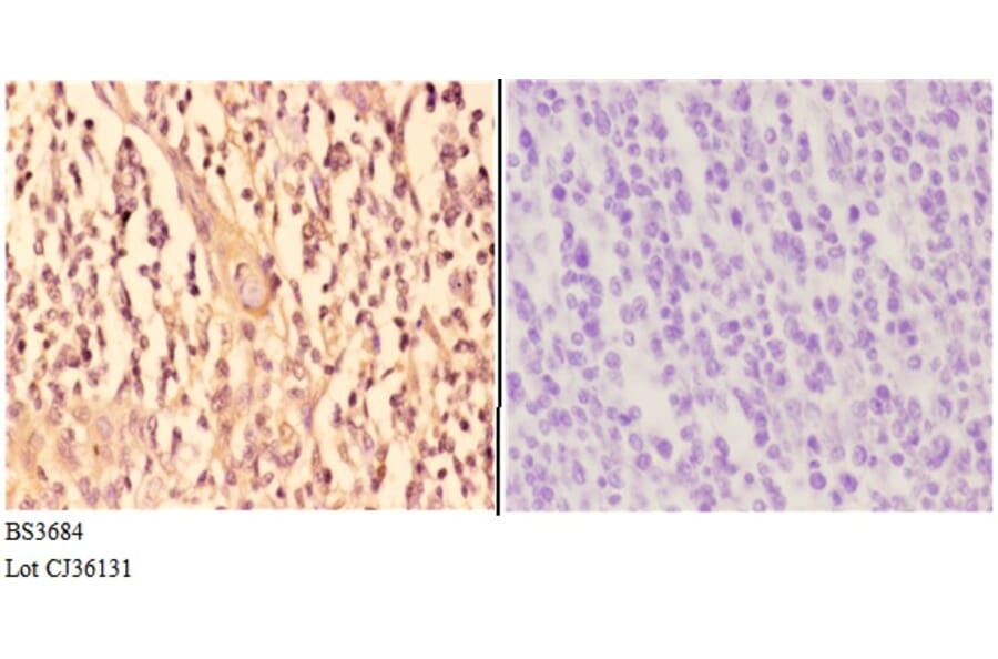 Anti-TRAF6 (H154) Antibody from Bioworld Technology (BS3684) - Antibodies.com