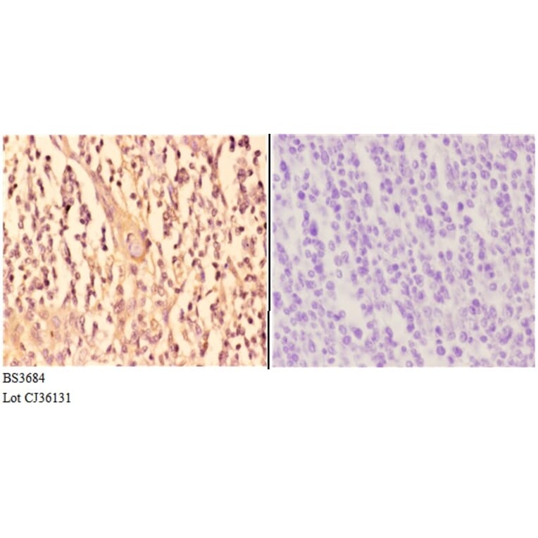 Anti-TRAF6 (H154) Antibody from Bioworld Technology (BS3684) - Antibodies.com