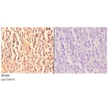 Anti-TRAF6 (H154) Antibody from Bioworld Technology (BS3684) - Antibodies.com