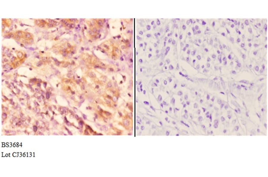 Anti-TRAF6 (H154) Antibody from Bioworld Technology (BS3684) - Antibodies.com