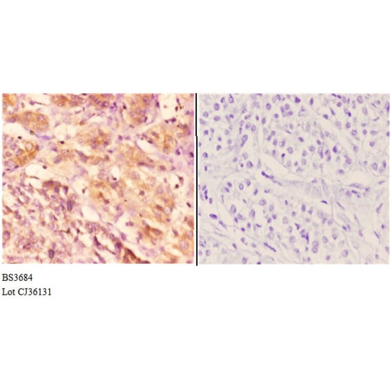 Anti-TRAF6 (H154) Antibody from Bioworld Technology (BS3684) - Antibodies.com