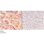 Anti-TRAF6 (H154) Antibody from Bioworld Technology (BS3684) - Antibodies.com