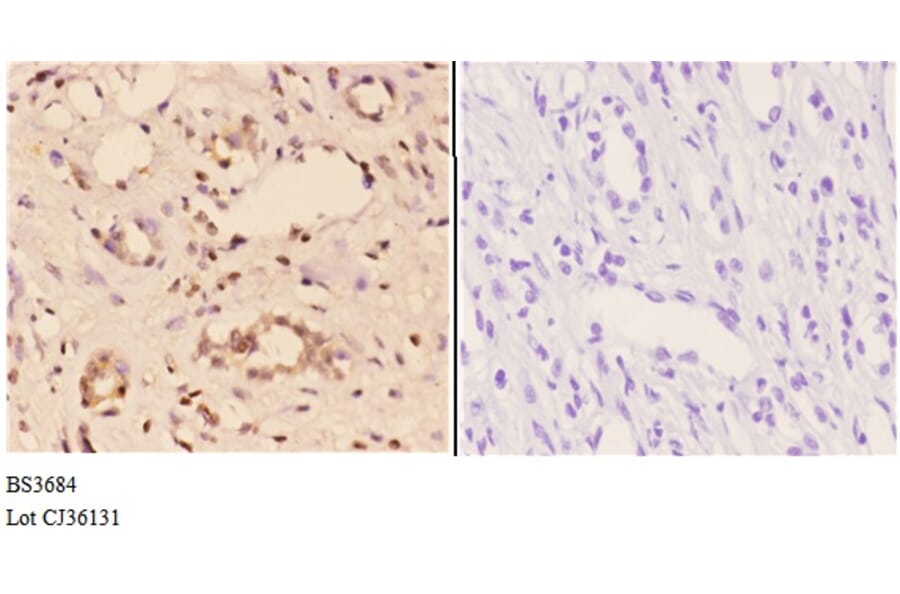Anti-TRAF6 (H154) Antibody from Bioworld Technology (BS3684) - Antibodies.com