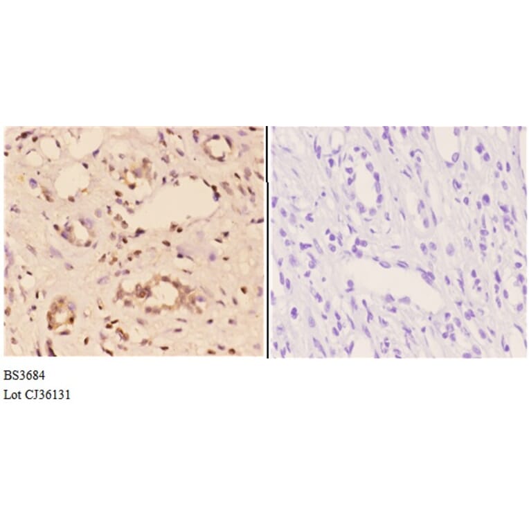 Anti-TRAF6 (H154) Antibody from Bioworld Technology (BS3684) - Antibodies.com