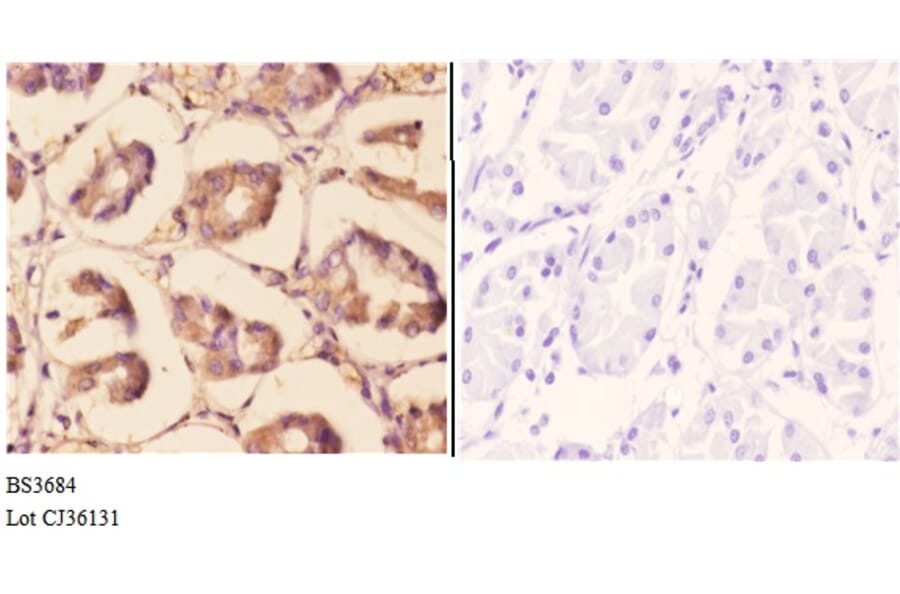 Anti-TRAF6 (H154) Antibody from Bioworld Technology (BS3684) - Antibodies.com