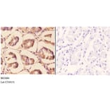 Anti-TRAF6 (H154) Antibody from Bioworld Technology (BS3684) - Antibodies.com