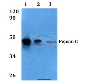 Anti-Pepsin C (F306) Antibody from Bioworld Technology (BS3685) - Antibodies.com