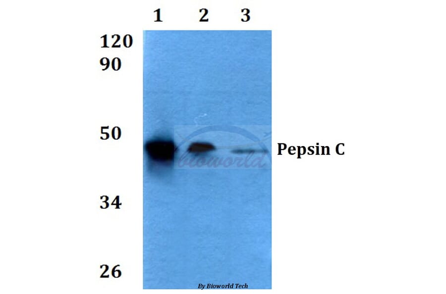 Anti-Pepsin C (F306) Antibody from Bioworld Technology (BS3685) - Antibodies.com